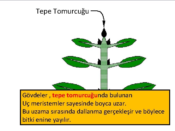 Tepe Tomurcuğu Gövdeler , tepe tomurcuğunda bulunan Uç meristemler sayesinde boyca uzar. Bu uzama Tepe Tomurcuğu Gövdeler , tepe tomurcuğunda bulunan Uç meristemler sayesinde boyca uzar. Bu uzama