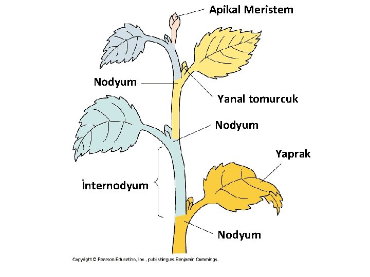 Apikal Meristem Nodyum Yanal tomurcuk Nodyum Yaprak İnternodyum Nodyum Apikal Meristem Nodyum Yanal tomurcuk Nodyum Yaprak İnternodyum Nodyum