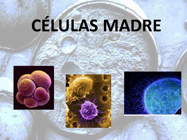 CÉLULAS MADRE 