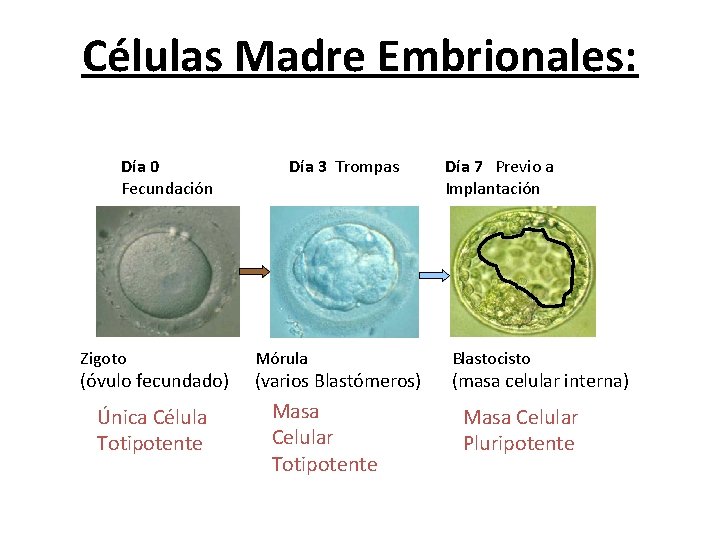 Células Madre Embrionales: Día 0 Fecundación Zigoto (óvulo fecundado) Única Célula Totipotente Día 3