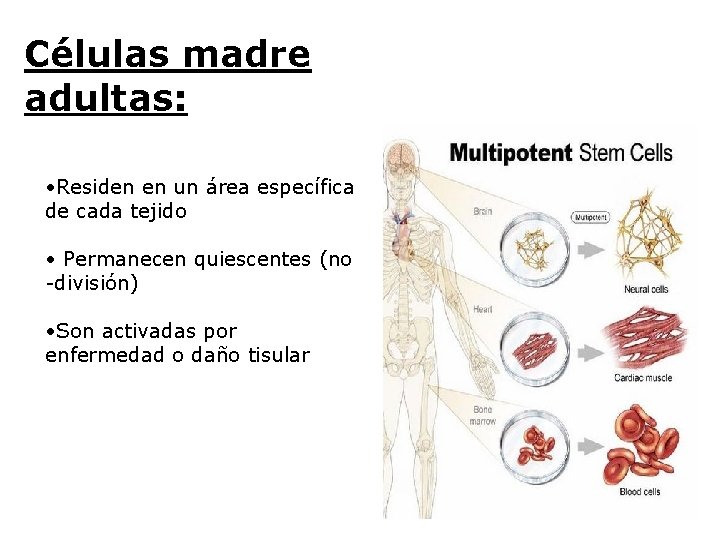 Células madre adultas: • Residen en un área específica de cada tejido • Permanecen