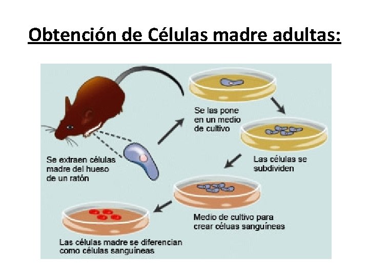 Obtención de Células madre adultas: 