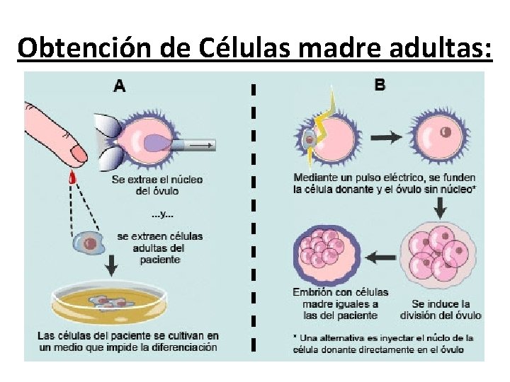 Obtención de Células madre adultas: 