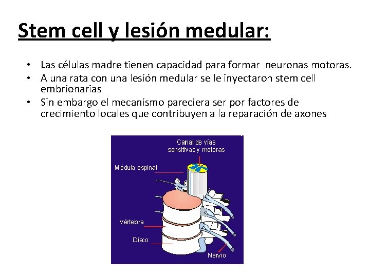 Stem cell y lesión medular: • Las células madre tienen capacidad para formar neuronas