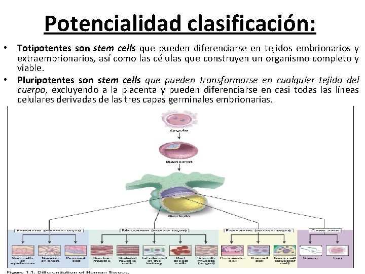 Potencialidad clasificación: • Totipotentes son stem cells que pueden diferenciarse en tejidos embrionarios y