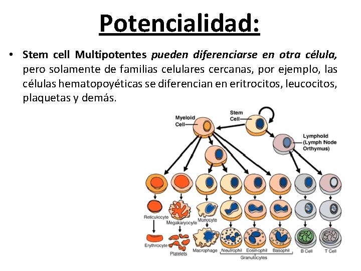 Potencialidad: • Stem cell Multipotentes pueden diferenciarse en otra célula, pero solamente de familias