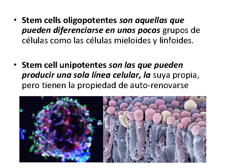  • Stem cells oligopotentes son aquellas que pueden diferenciarse en unos pocos grupos