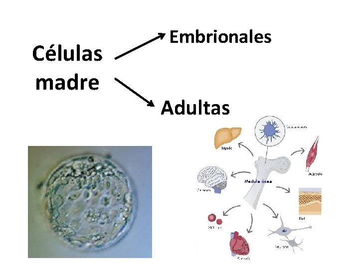 Células madre Embrionales Adultas 