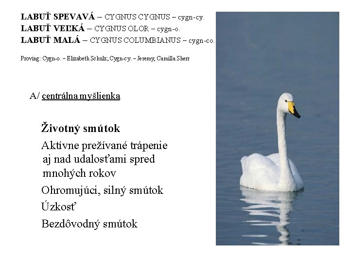 LABUŤ SPEVAVÁ – CYGNUS – cygn-cy. LABUŤ VEĽKÁ – CYGNUS OLOR – cygn-o. LABUŤ