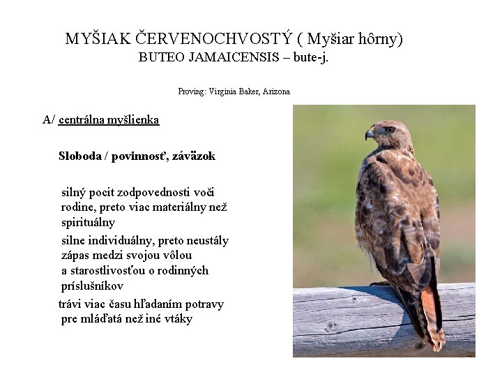 MYŠIAK ČERVENOCHVOSTÝ ( Myšiar hôrny) BUTEO JAMAICENSIS – bute-j. Proving: Virginia Baker, Arizona A/