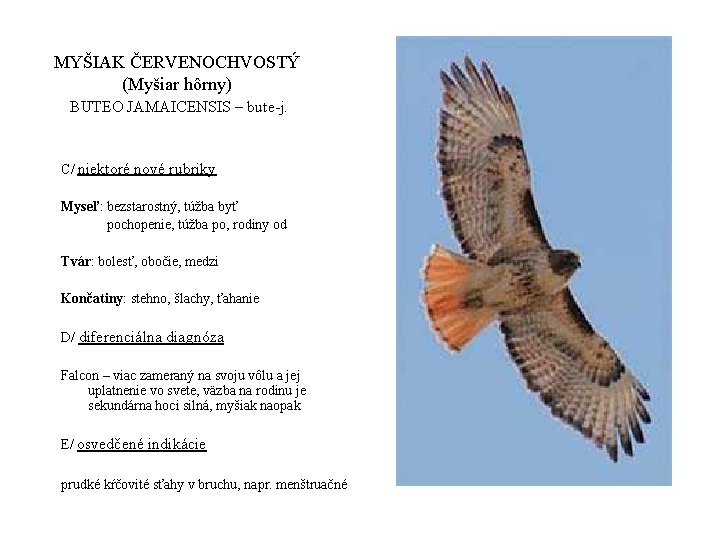 MYŠIAK ČERVENOCHVOSTÝ (Myšiar hôrny) BUTEO JAMAICENSIS – bute-j. C/ niektoré nové rubriky Myseľ: bezstarostný,