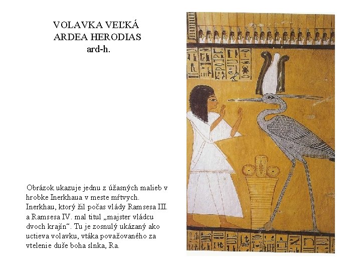VOLAVKA VEĽKÁ ARDEA HERODIAS ard-h. Obrázok ukazuje jednu z úžasných malieb v hrobke Inerkhaua