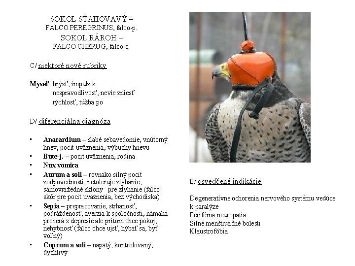 SOKOL SŤAHOVAVÝ – FALCO PEREGRINUS, falco-p. SOKOL RÁROH – FALCO CHERUG, falco-c. C/ niektoré