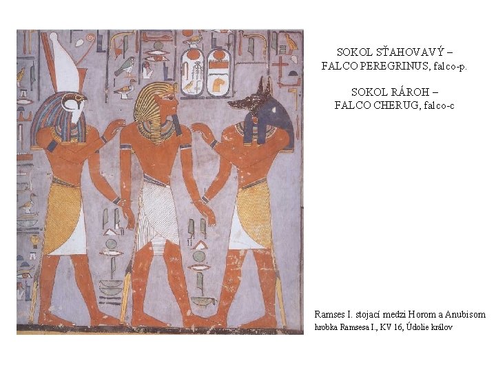 SOKOL SŤAHOVAVÝ – FALCO PEREGRINUS, falco-p. SOKOL RÁROH – FALCO CHERUG, falco-c Ramses I.