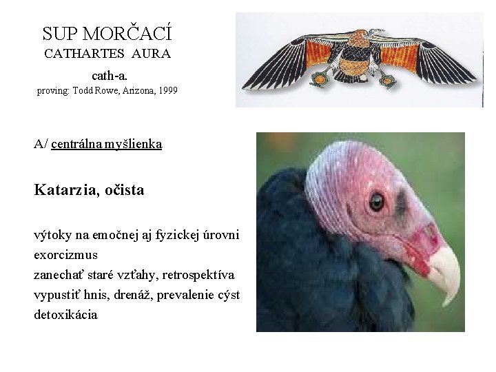 SUP MORČACÍ CATHARTES AURA cath-a. proving: Todd Rowe, Arizona, 1999 A/ centrálna myšlienka Katarzia,