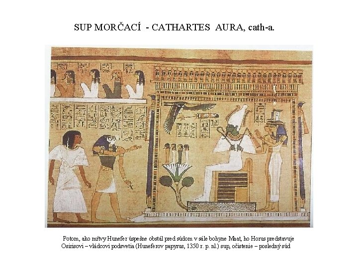 SUP MORČACÍ - CATHARTES AURA, cath-a. Potom, ako mŕtvy Hunefer úspešne obstál pred súdom