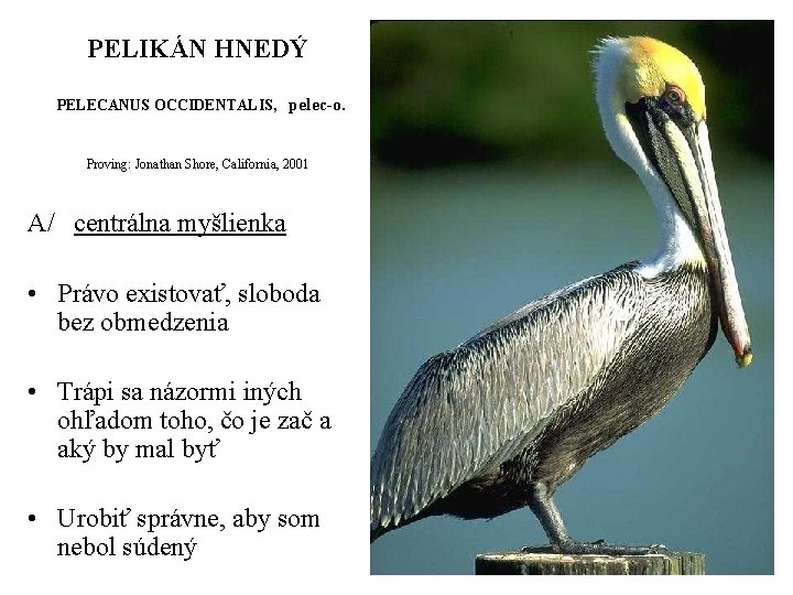 PELIKÁN HNEDÝ PELECANUS OCCIDENTALIS, pelec-o. Proving: Jonathan Shore, California, 2001 A/ centrálna myšlienka •