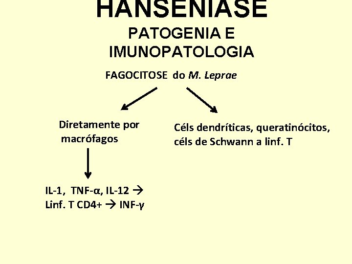 HANSENÍASE PATOGENIA E IMUNOPATOLOGIA FAGOCITOSE do M. Leprae Diretamente por macrófagos IL-1, TNF-α, IL-12