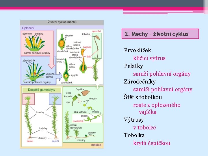 2. Mechy – životní cyklus Prvoklíček klíčící výtrus Pelatky samčí pohlavní orgány Zárodečníky samičí