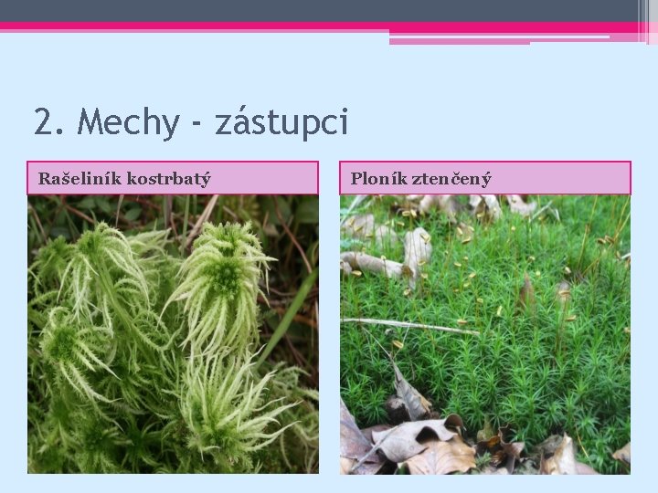 2. Mechy - zástupci Rašeliník kostrbatý Ploník ztenčený 