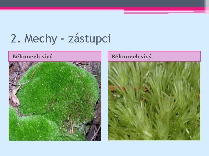 2. Mechy - zástupci Bělomech sivý 