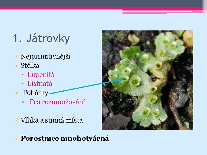 1. Játrovky • Nejprimitivnější • Stélka ▫ Lupenitá ▫ Listnatá • Pohárky ▫ Pro