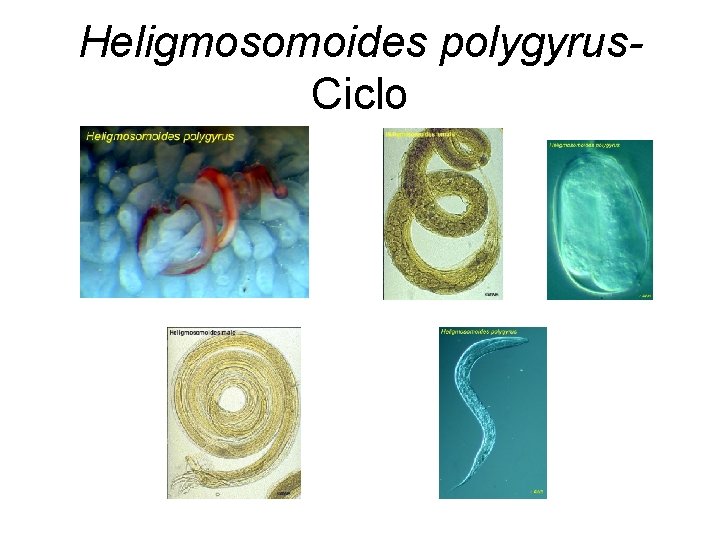 Heligmosomoides polygyrus. Ciclo 