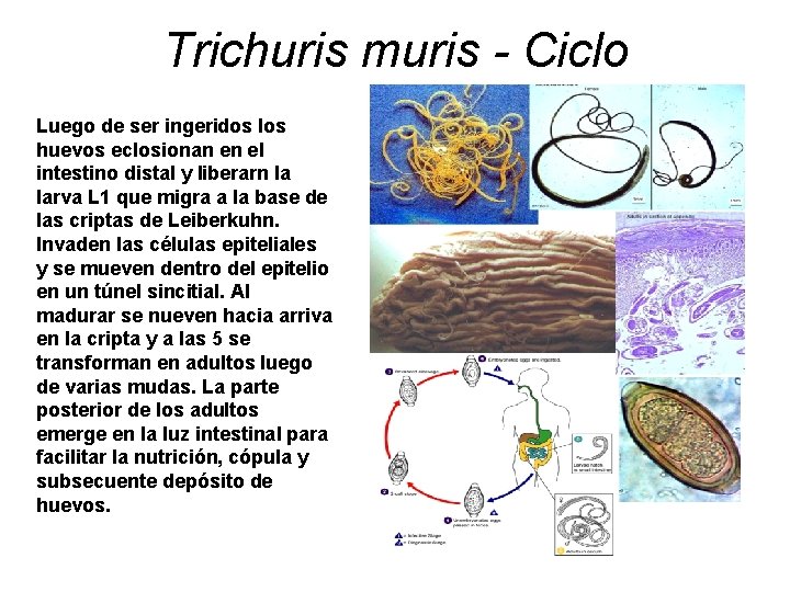 Trichuris muris - Ciclo Luego de ser ingeridos los huevos eclosionan en el intestino