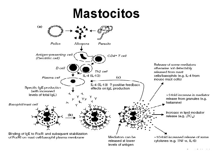 Mastocitos 