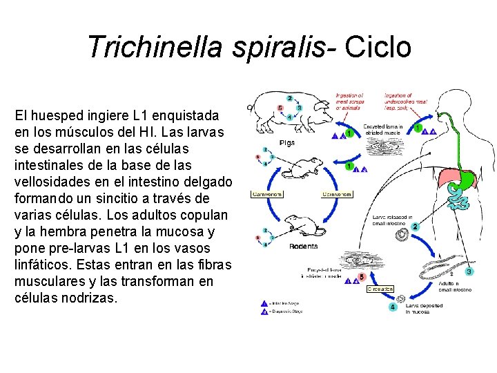 Trichinella spiralis- Ciclo El huesped ingiere L 1 enquistada en los músculos del HI.