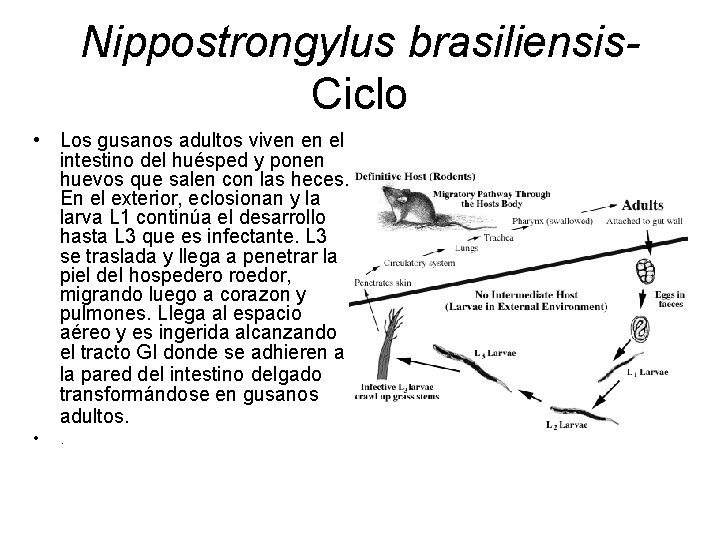 Nippostrongylus brasiliensis. Ciclo • Los gusanos adultos viven en el intestino del huésped y