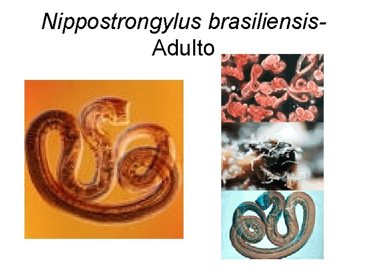 Nippostrongylus brasiliensis. Adulto 