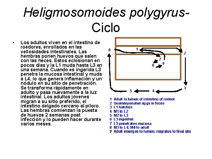 Heligmosomoides polygyrus. Ciclo • Los adultos viven en el intestino de roedores, enrollados en