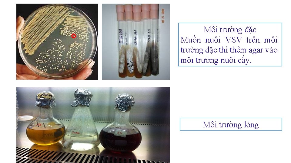 Môi trường đặc Muốn nuôi VSV trên môi trường đặc thì thêm agar vào