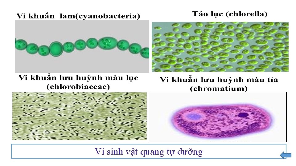 Vi sinh vật quang tự dưỡng 