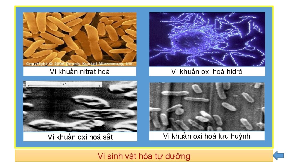 Vi khuẩn nitrat hoá Vi khuẩn oxi hoá hidrô Vi khuẩn oxi hoá sắt