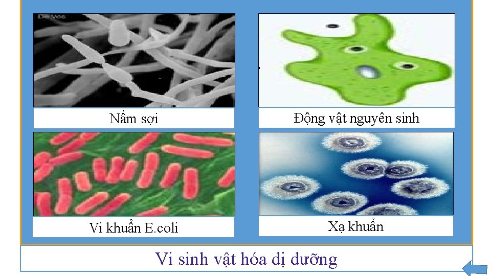 Nấm sợi Động vật nguyên sinh Vi khuẩn E. coli Xạ khuẩn Vi sinh