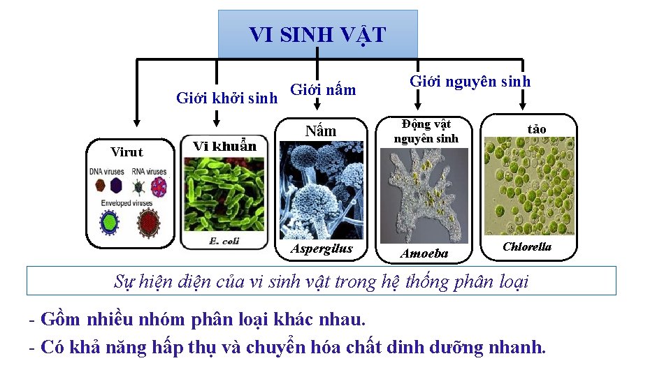 VI SINH VẬT Giới khởi sinh Giới nấm Giới nguyên sinh Nấm Động vật