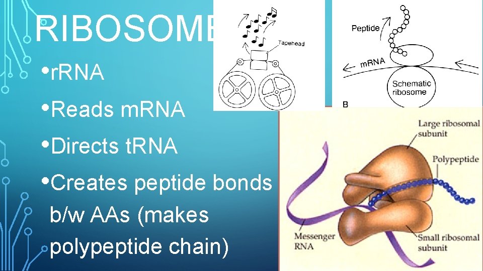 RIBOSOME • r. RNA • Reads m. RNA • Directs t. RNA • Creates