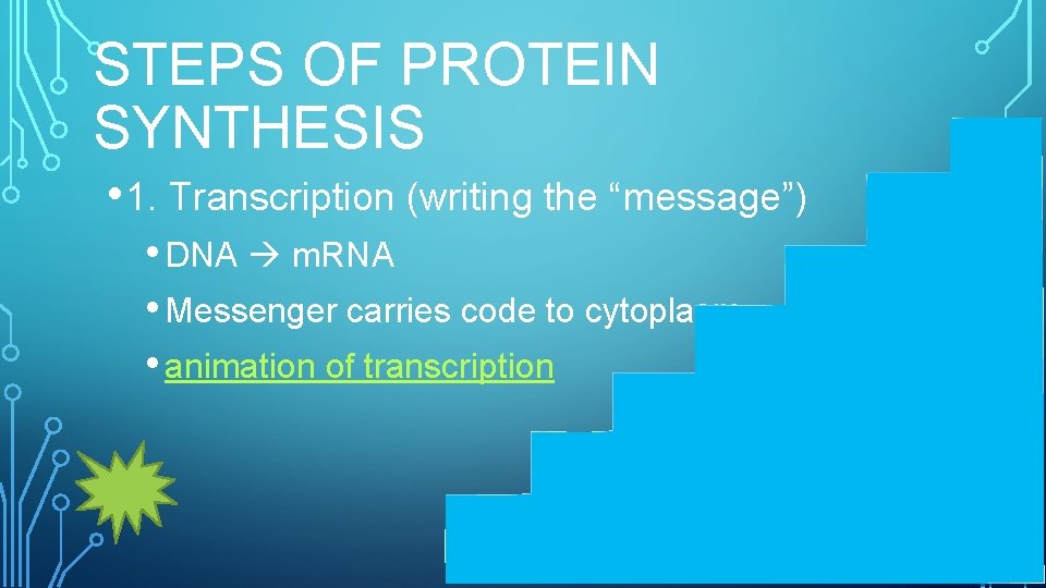 STEPS OF PROTEIN SYNTHESIS • 1. Transcription (writing the “message”) • DNA m. RNA