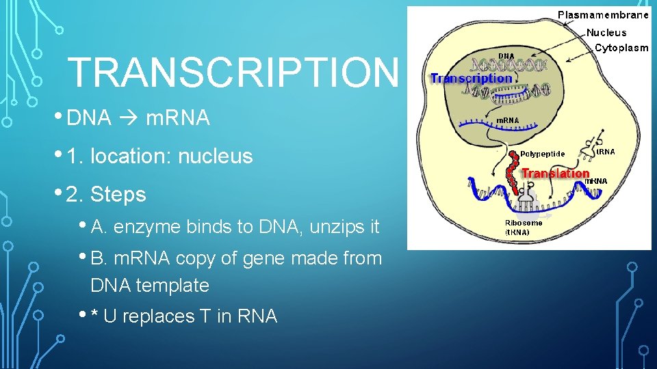 TRANSCRIPTION • DNA m. RNA • 1. location: nucleus • 2. Steps • A.