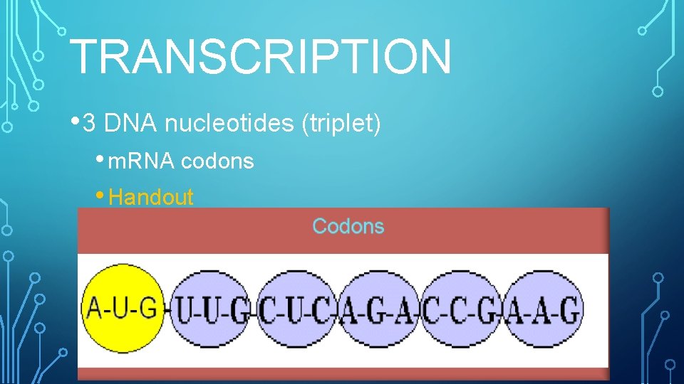 TRANSCRIPTION • 3 DNA nucleotides (triplet) • m. RNA codons • Handout 