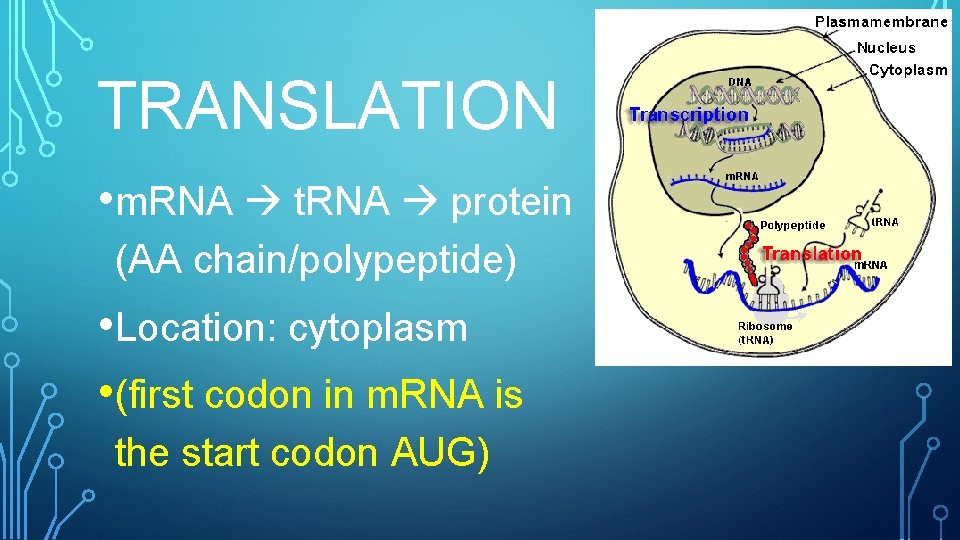 TRANSLATION • m. RNA t. RNA protein (AA chain/polypeptide) • Location: cytoplasm • (first