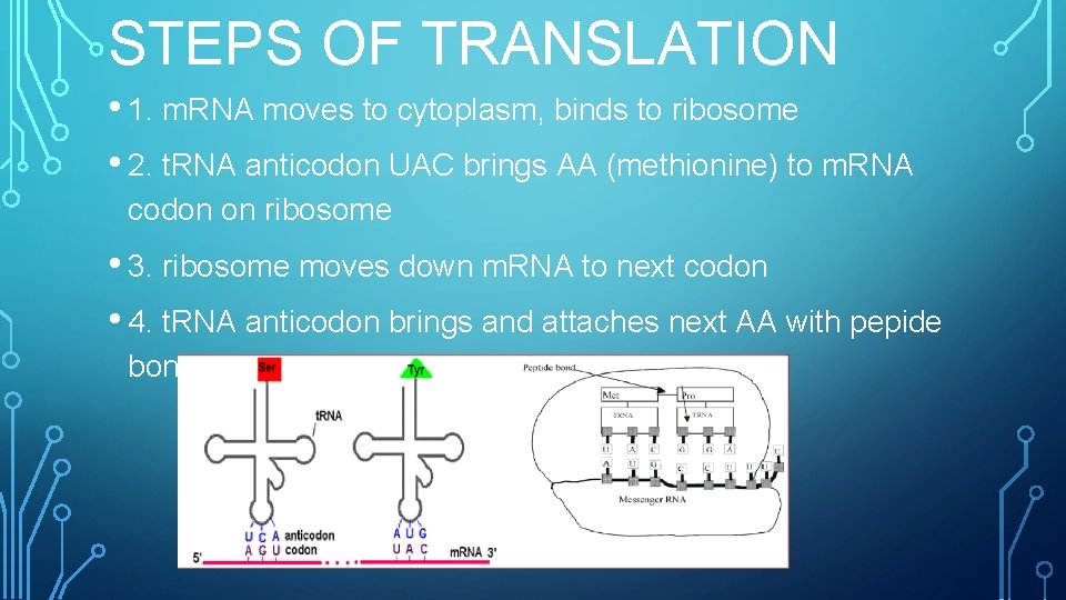 STEPS OF TRANSLATION • 1. m. RNA moves to cytoplasm, binds to ribosome •