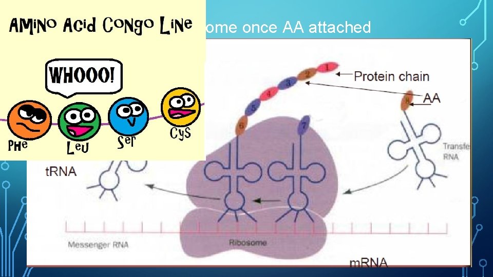  • 5. t. RNA leaves ribosome once AA attached 