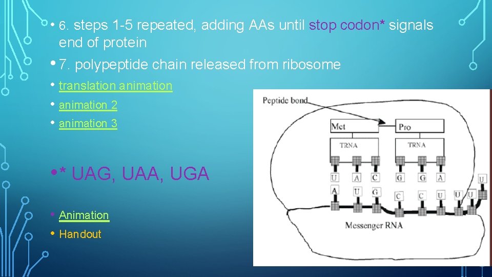  • 6. steps 1 -5 repeated, adding AAs until stop codon* signals end