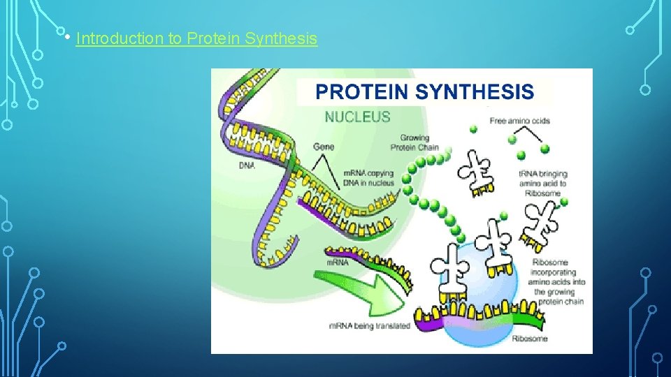  • Introduction to Protein Synthesis 