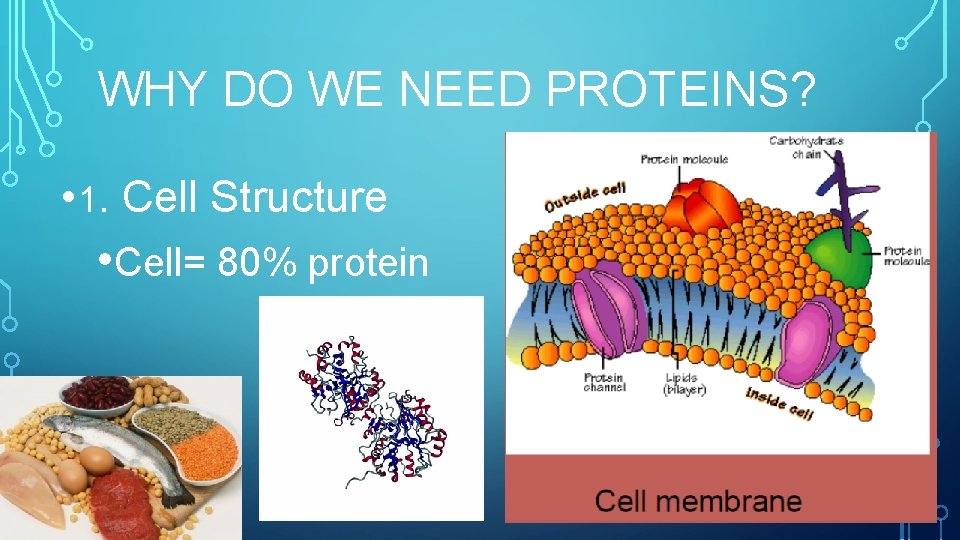WHY DO WE NEED PROTEINS? • 1. Cell Structure • Cell= 80% protein 