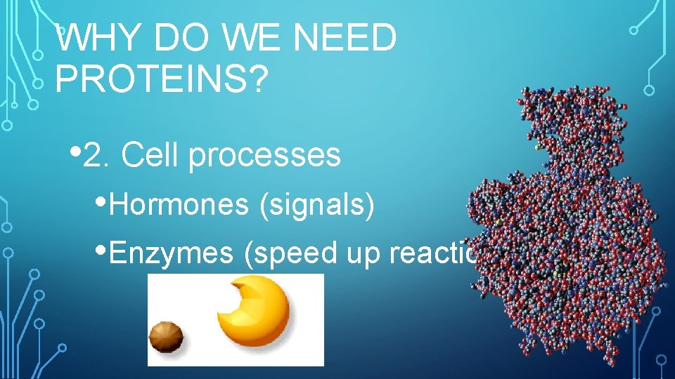 WHY DO WE NEED PROTEINS? • 2. Cell processes • Hormones (signals) • Enzymes