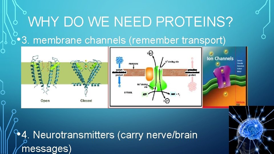 WHY DO WE NEED PROTEINS? • 3. membrane channels (remember transport) • 4. Neurotransmitters